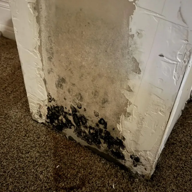 Professional Mold Removal in Burnsville, NC